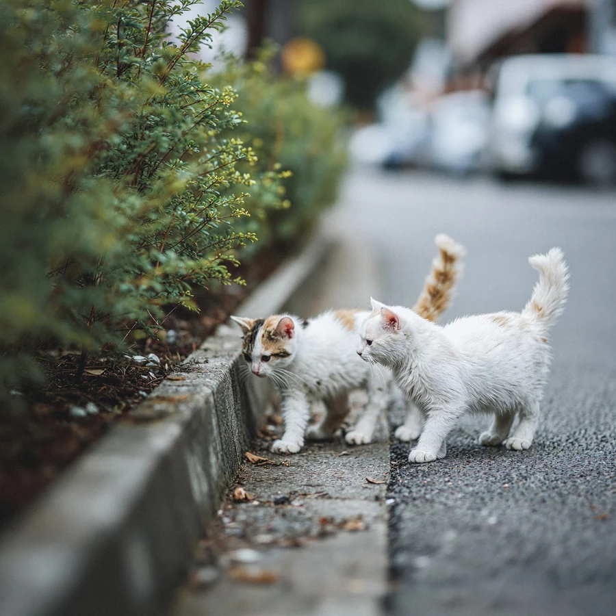 Street White Two Small Kittens Stand